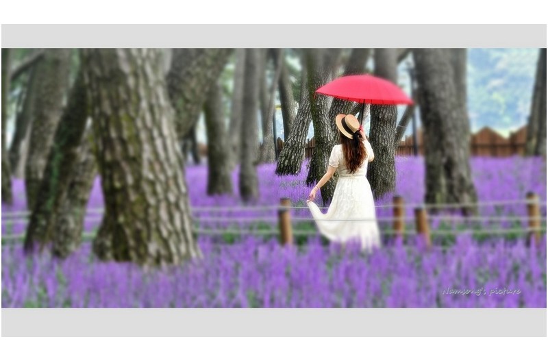 맥문동 꽃밭에서 -----