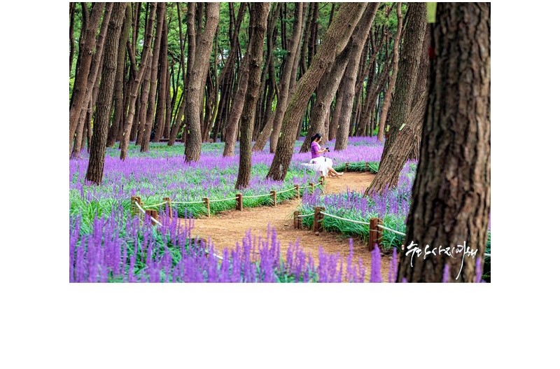 보랏빛 황소가 몰려온다!