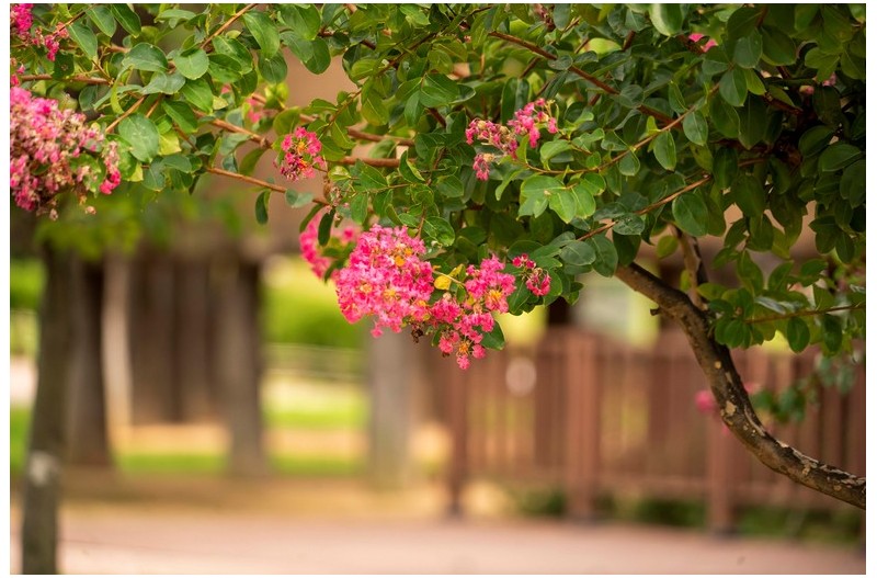 백일홍이 있는 풍경