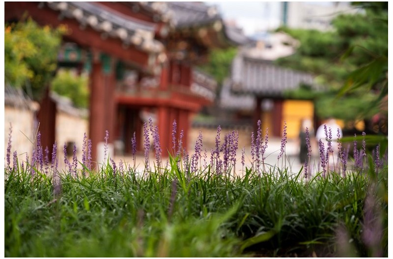 맥문동이  있는 풍경