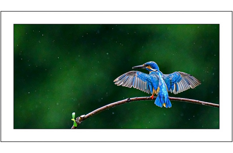 물총새의 아름다움,,,