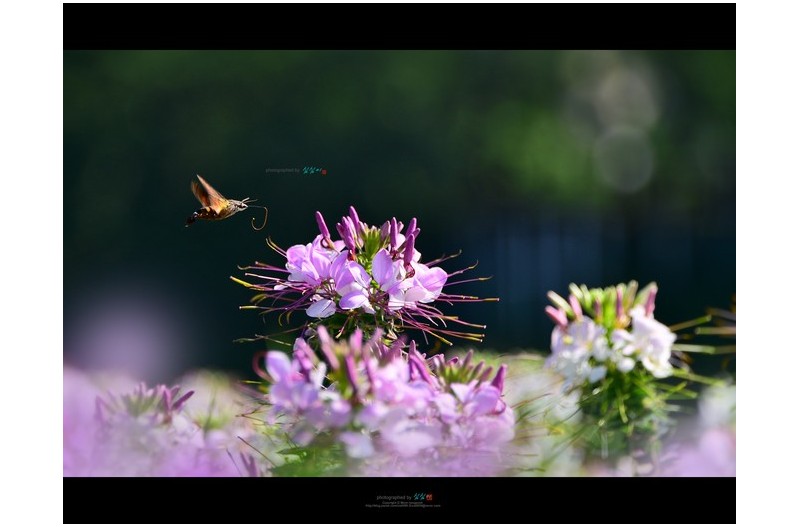 20220822#박각시와의 만남...