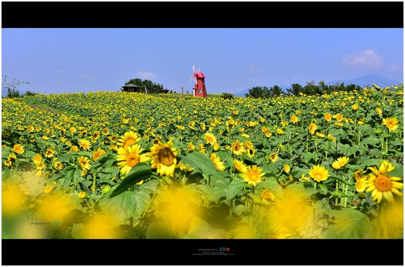 20220822#강주해바라기