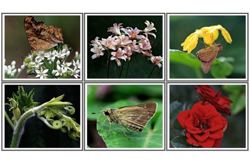 6 종  곤충 과 꽃