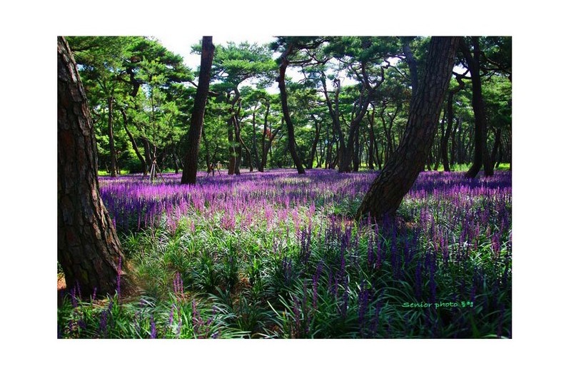 님의 향기   ㅡㅡㅡㅡㅡㅡㅡㅡㅡㅡㅡㅡㅡ