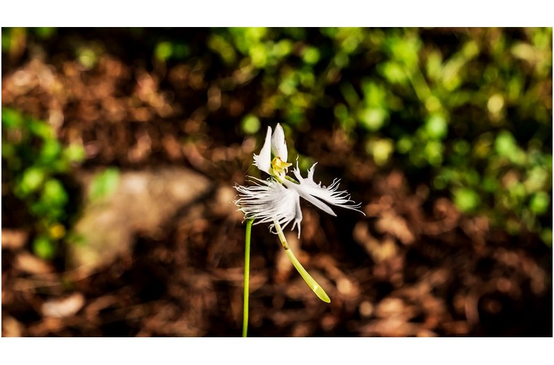 때가 되면 피는 것 지리산에서 첫 발견. 내년을 기다리며.