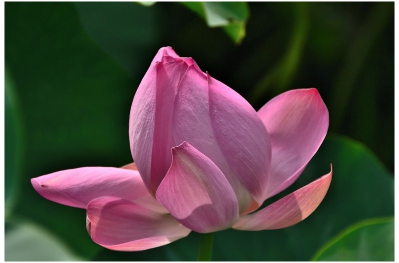 가을의 연밭에서