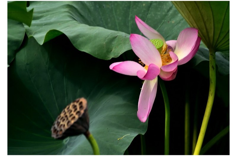연밥이 익어가는 계절에...
