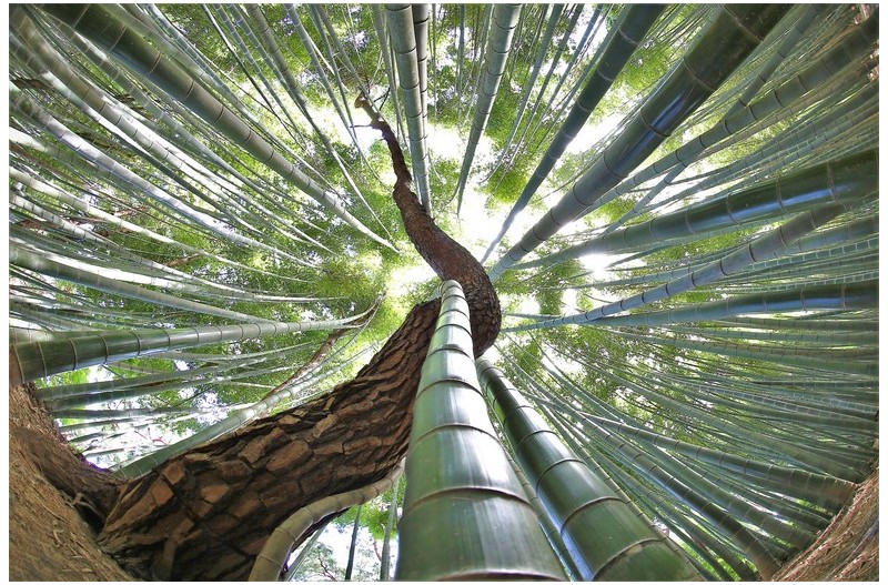 고창 대나무 와 소나무의 사랑
