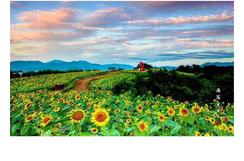 강주리 해바라기밭