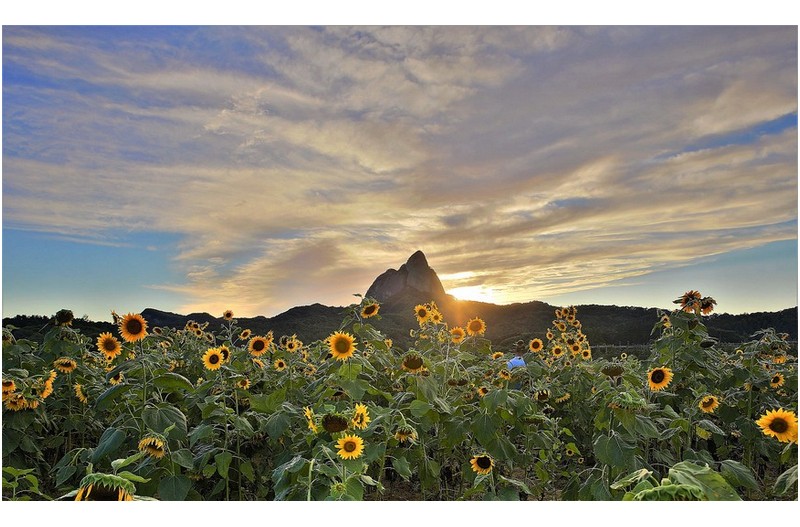 마이산이 보이는 해바라기 풍경