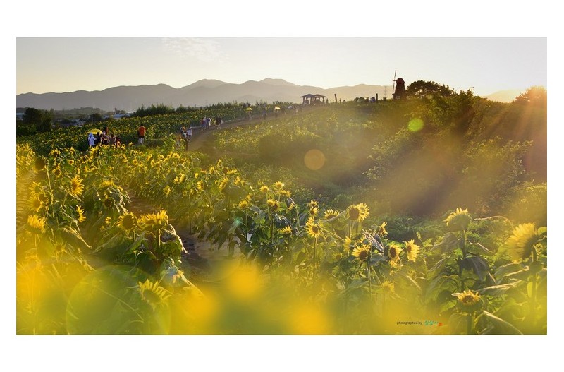 20220827#[함안]강주리해바라기 스켓치...