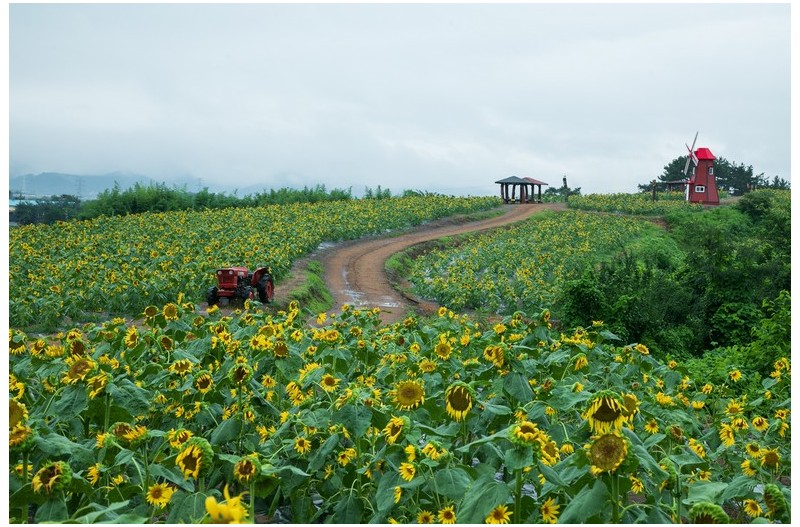 비오는 날의 수채화
