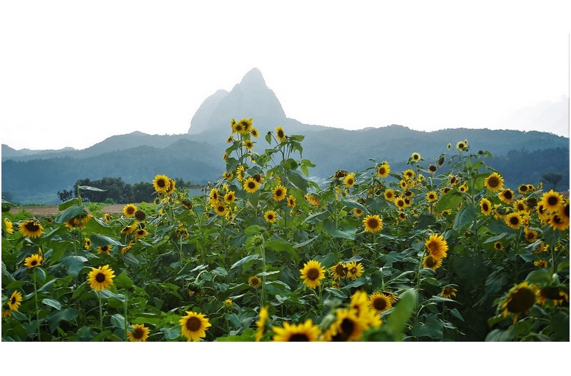 마이산 해바라기