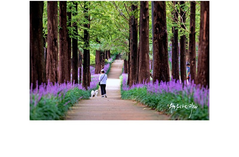 보랏빛 황소가 몰려온다!