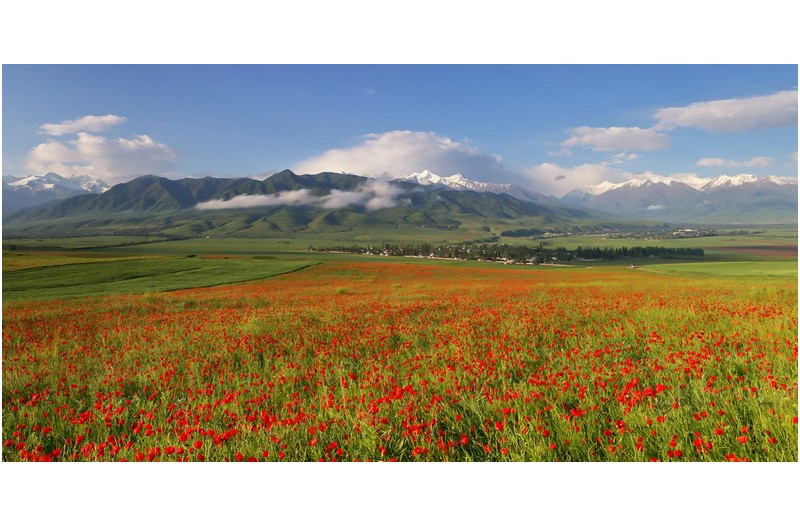 야생 양귀비 동산