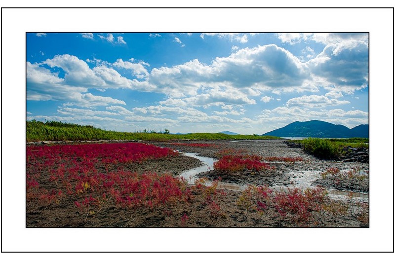 칠면초밭의 오후,,