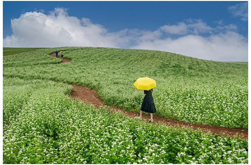 학원농장메밀꽃