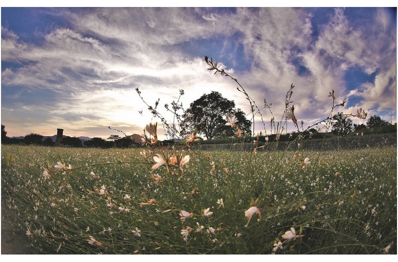 첨성대가 보이는 풍경