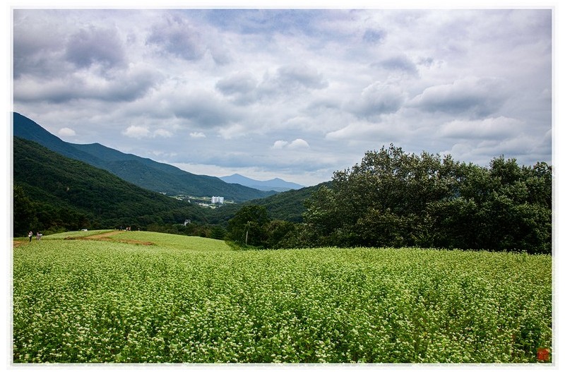 메밀꽃이 필무렵