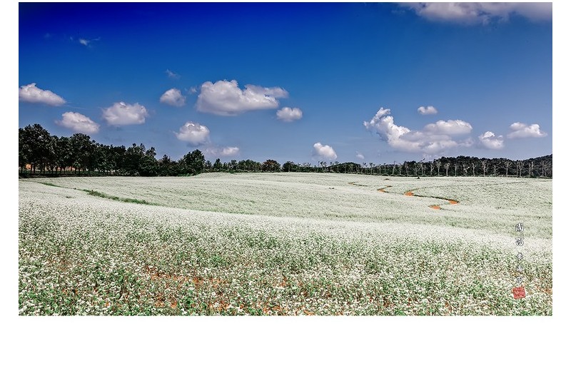 구름 좋은 매밀밭