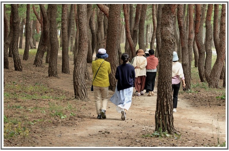 송림 속 에 산책