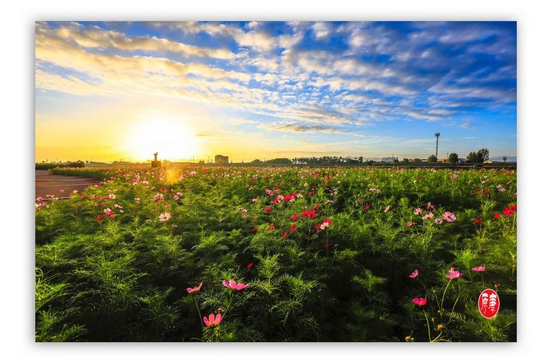 코스모스 아침풍경