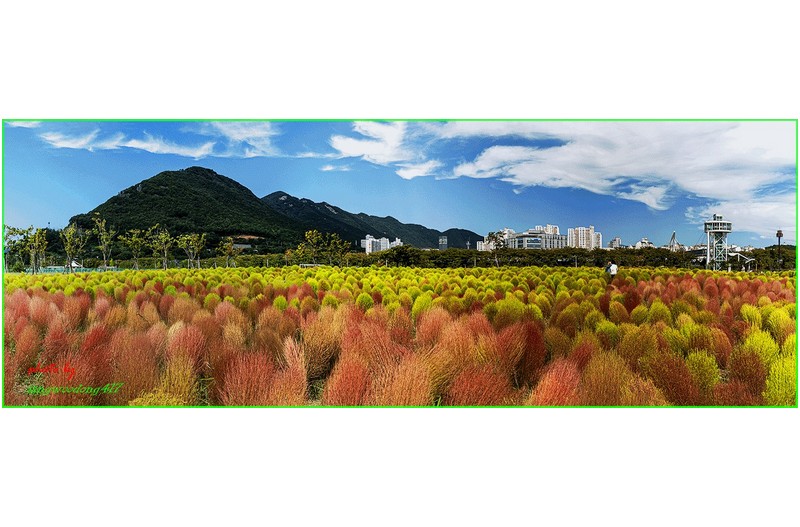 황산공원댑싸리