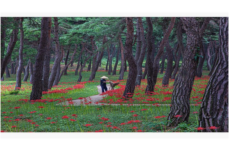 부안석불산상사화