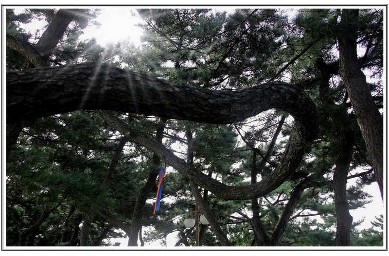 송정 해변 해송