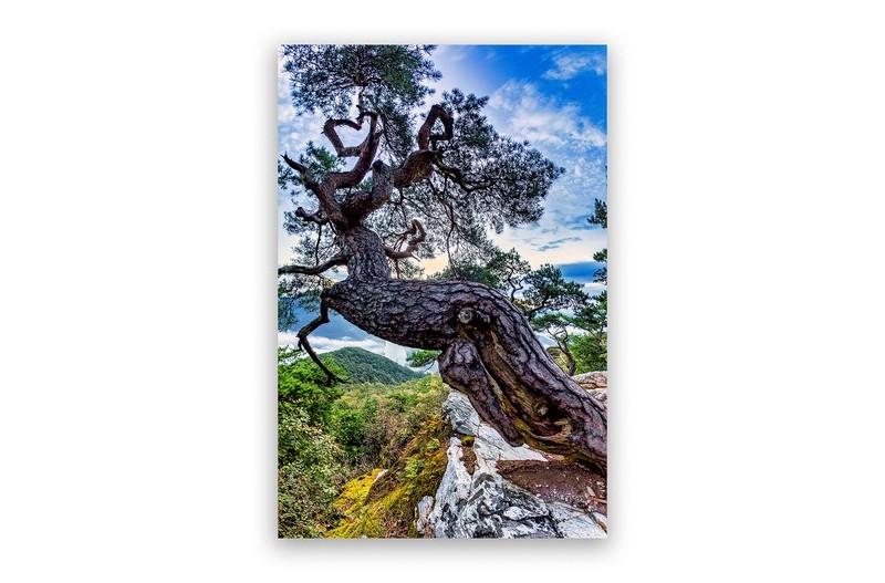 이몸이 죽고죽어