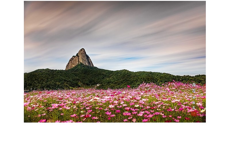 마이산코스모스