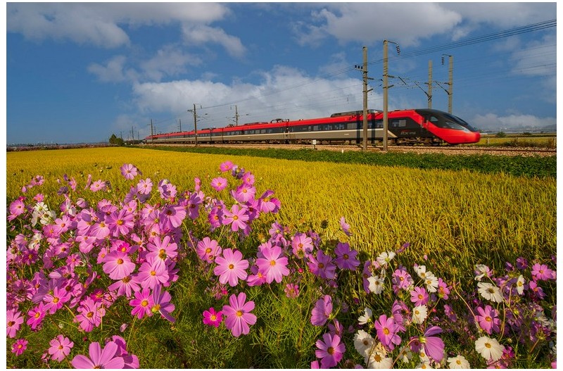 코스모스철마길