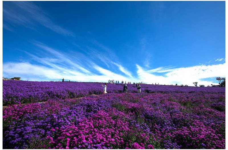 아스타 국화향을 맡으며