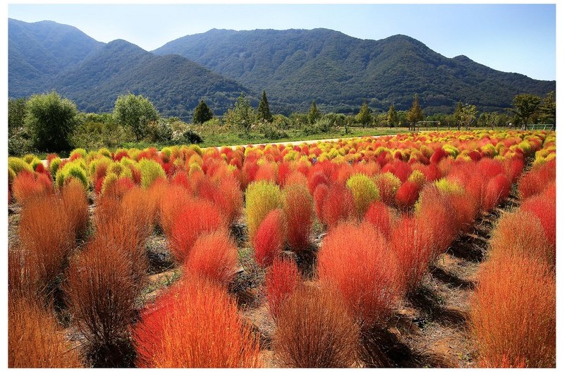 댑싸리 물드는곳