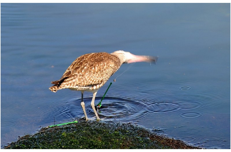 고통 받고 있는 마도요