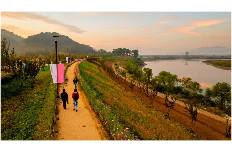 코스모스 길 투