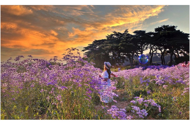 개미취꽃과 여인