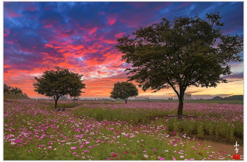 가을의 전령 코스모스