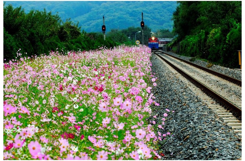 기차길 옆  가을향기