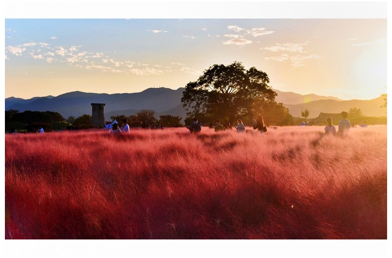 2022년 첨성대 핑크뮬리