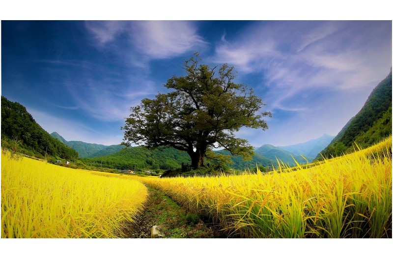 풍년을 지키는 거목