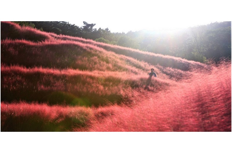 핑크뮬리의 여인