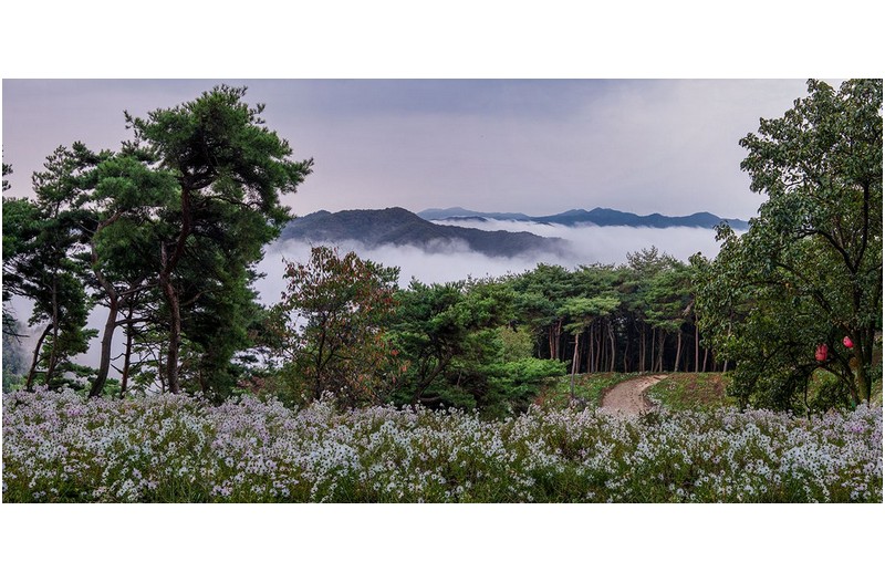 공주 구룡사 구절초
