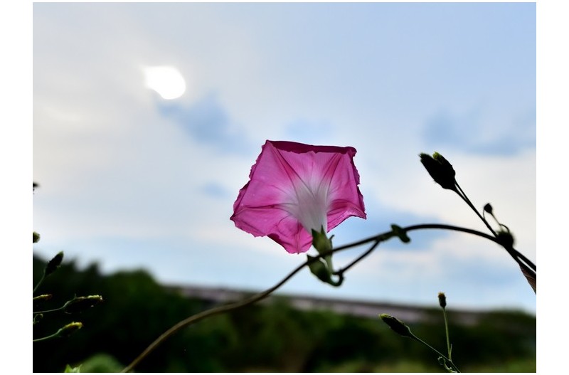 가을의 나팔소리