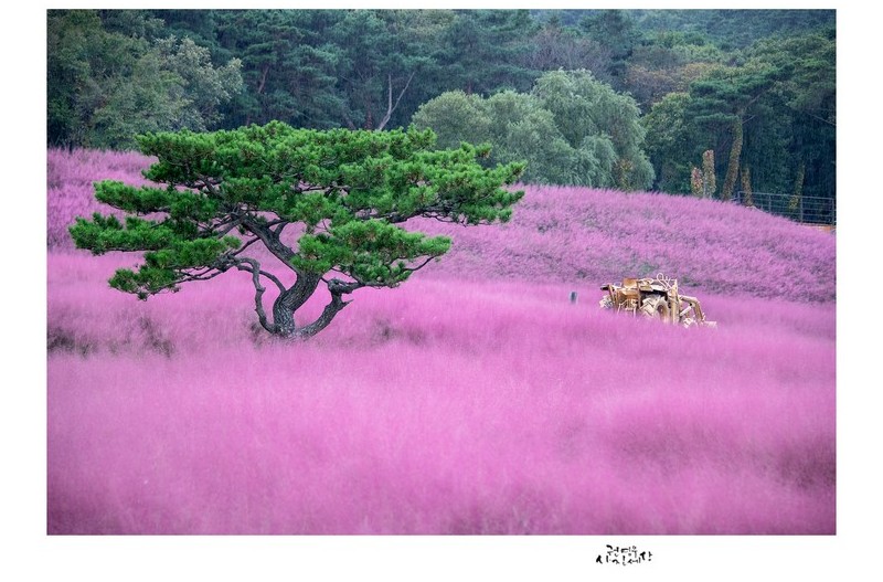 치마폭 두른 가을