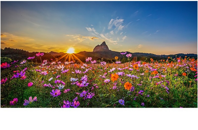 마이산 코스모스 꽃 빛