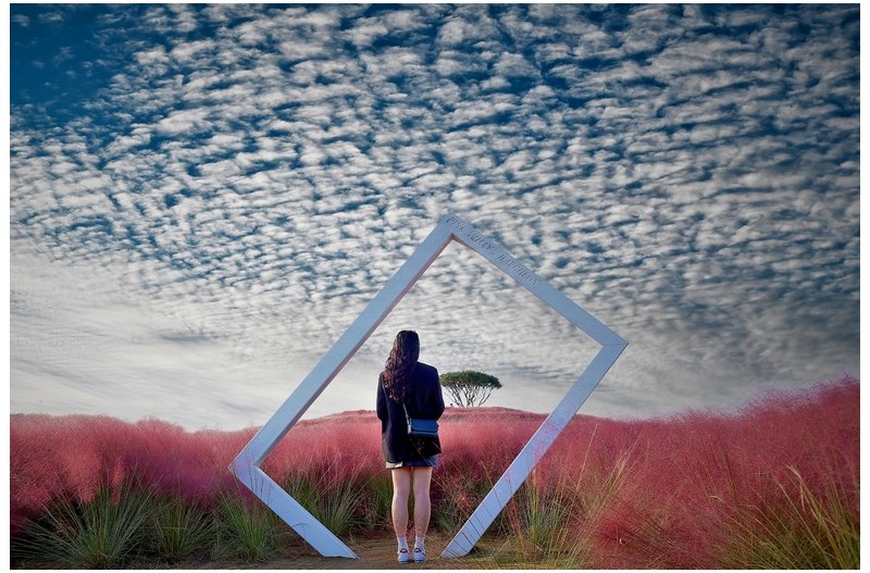 신소양체육공원의 핑크뮬리