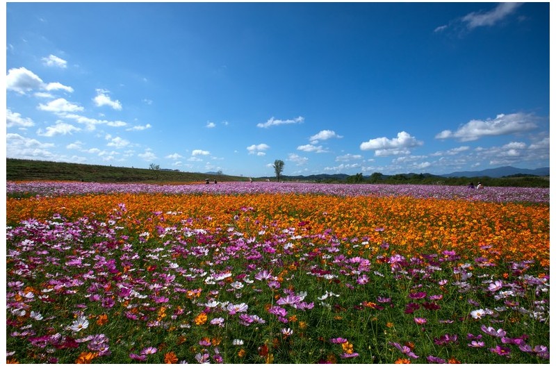 가을꽃이 만발한 뚝방에서