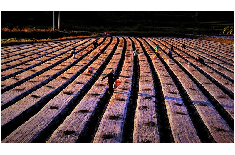 농촌의 새벽 풍경